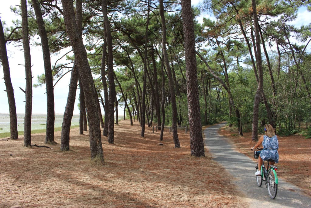 Femme à vélo dans une forêt de pins.