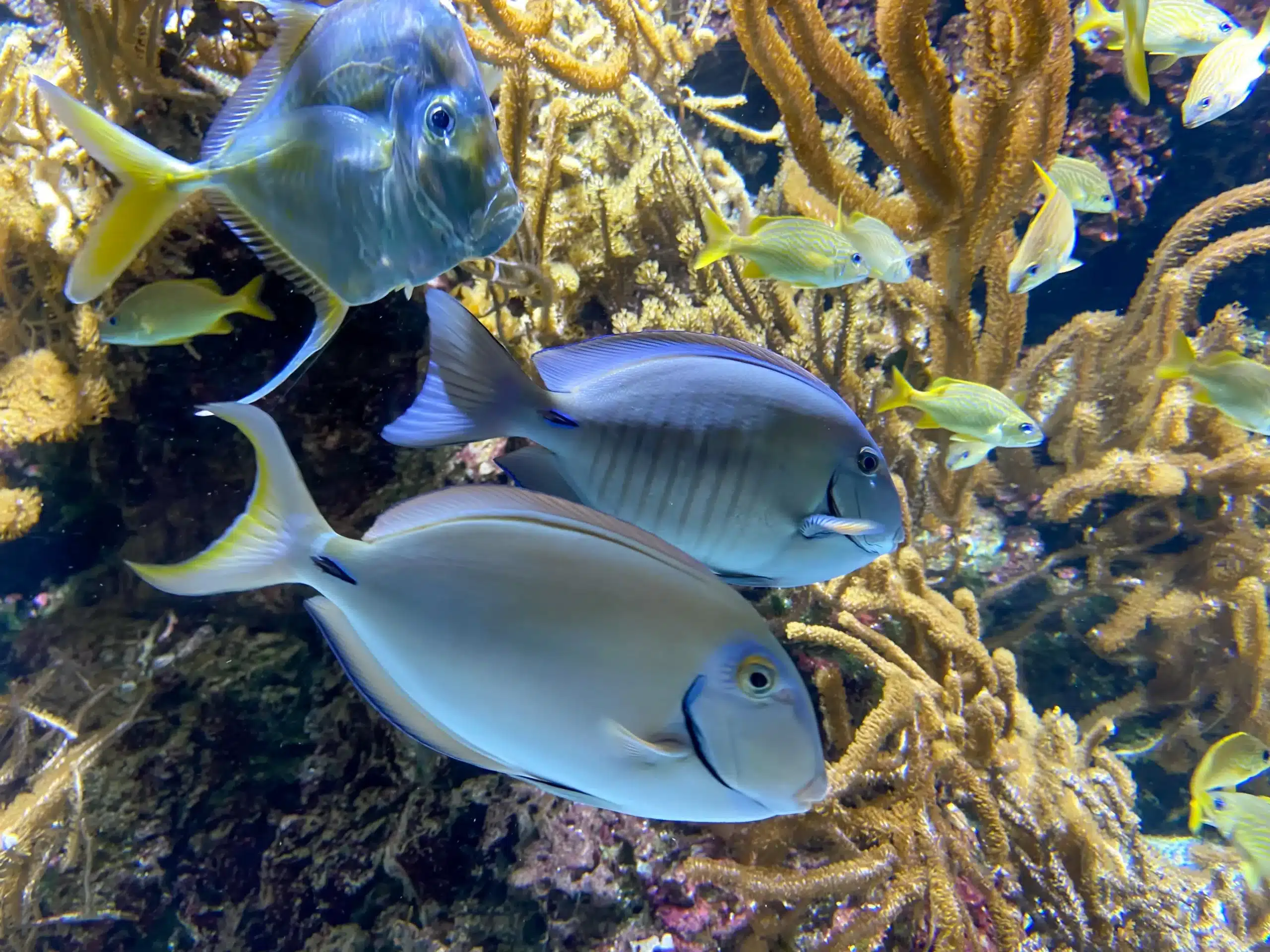 Poissons exotiques nageant parmi des coraux colorés.
