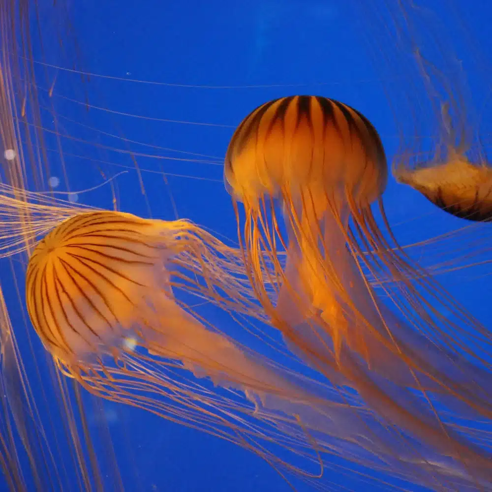 Méduses nageant dans l'eau bleue vive