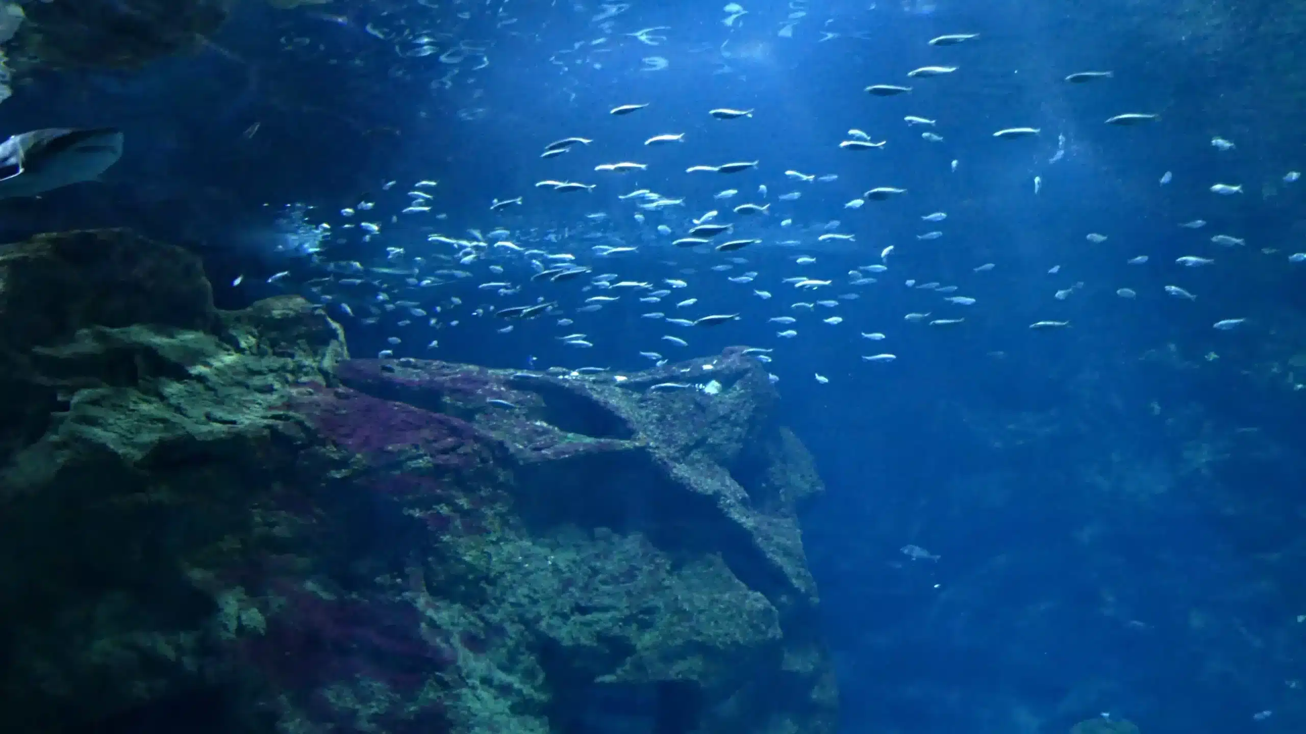 Poissons nageant dans un aquarium avec rochers.