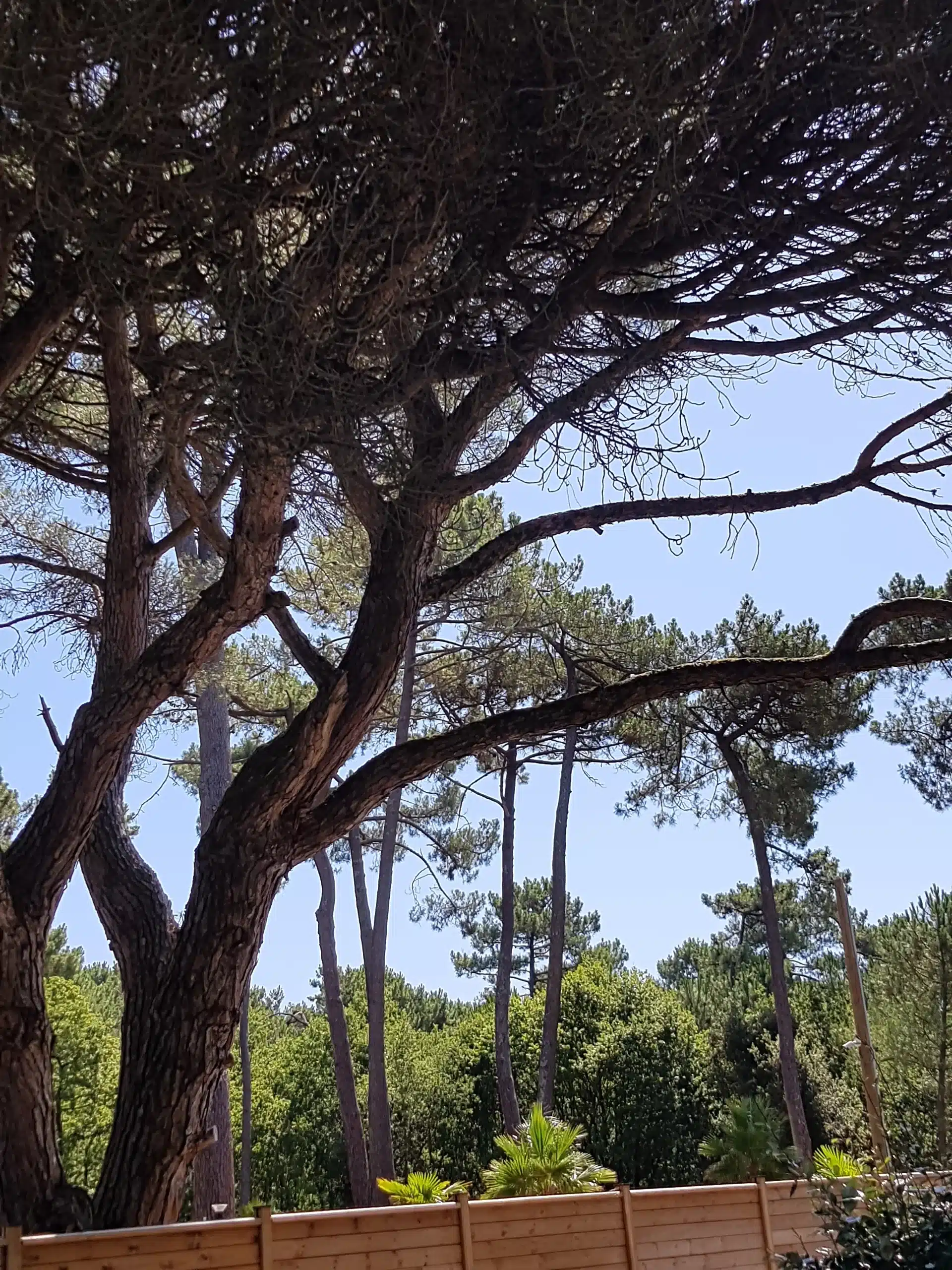 Grand arbre devant ciel dégagé et clôture en bois.