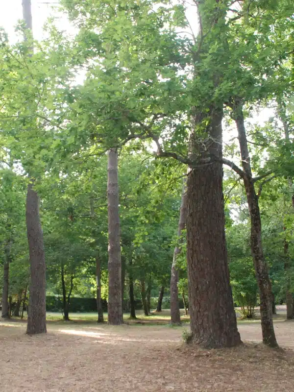 Grüner Wald mit Bäumen und Sonnenlicht.