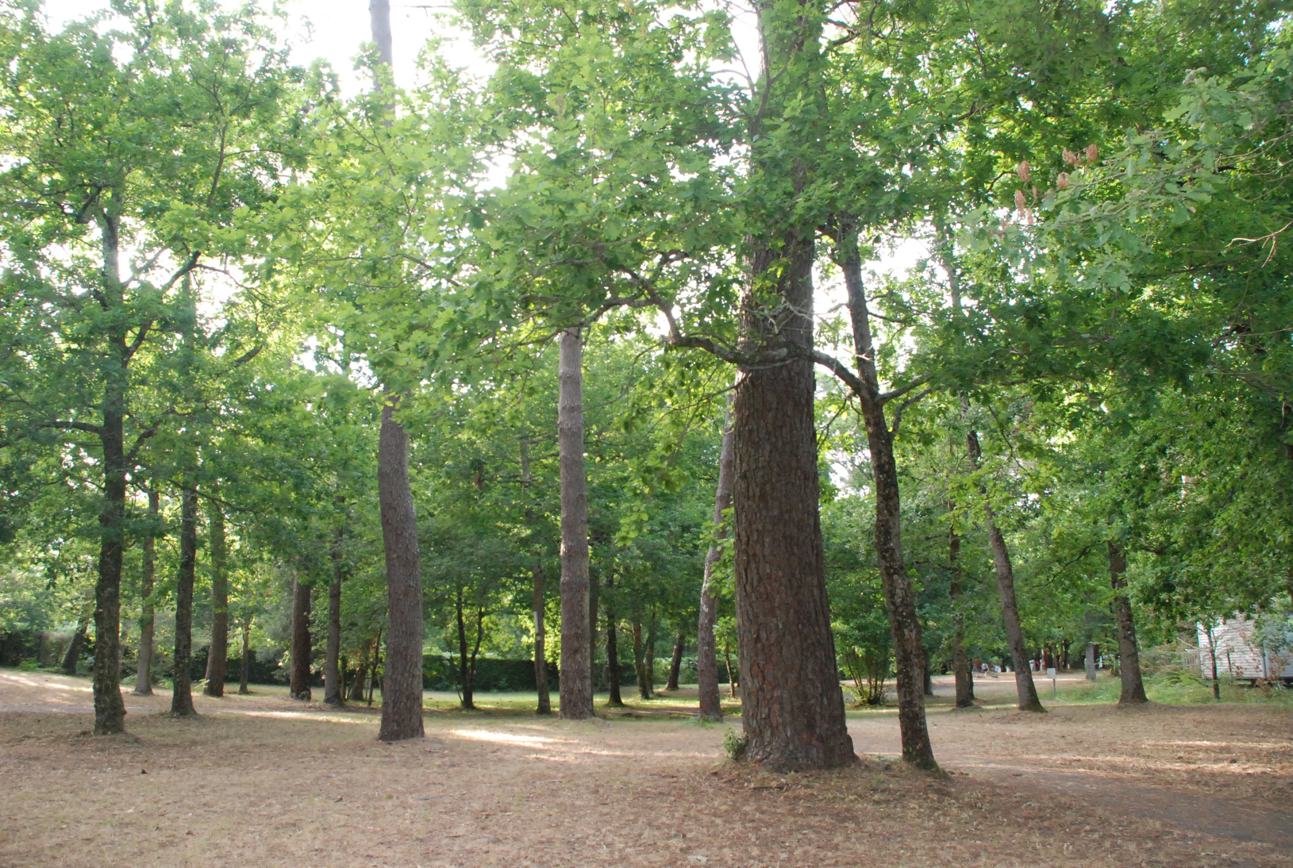 Forêt verdoyante avec arbres et lumière du soleil.