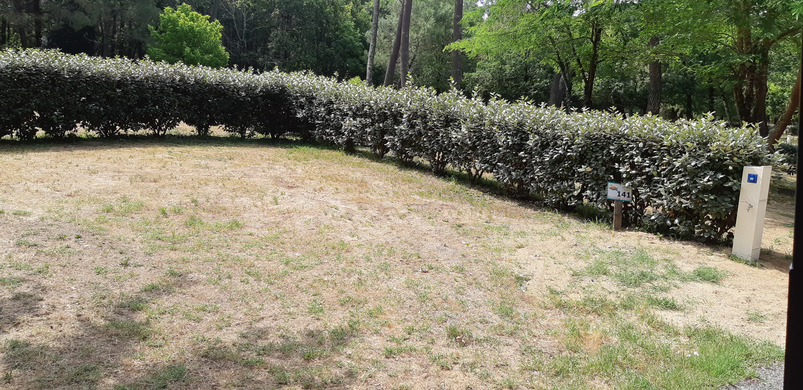 Terrain herbeux avec haie et arbres en fond