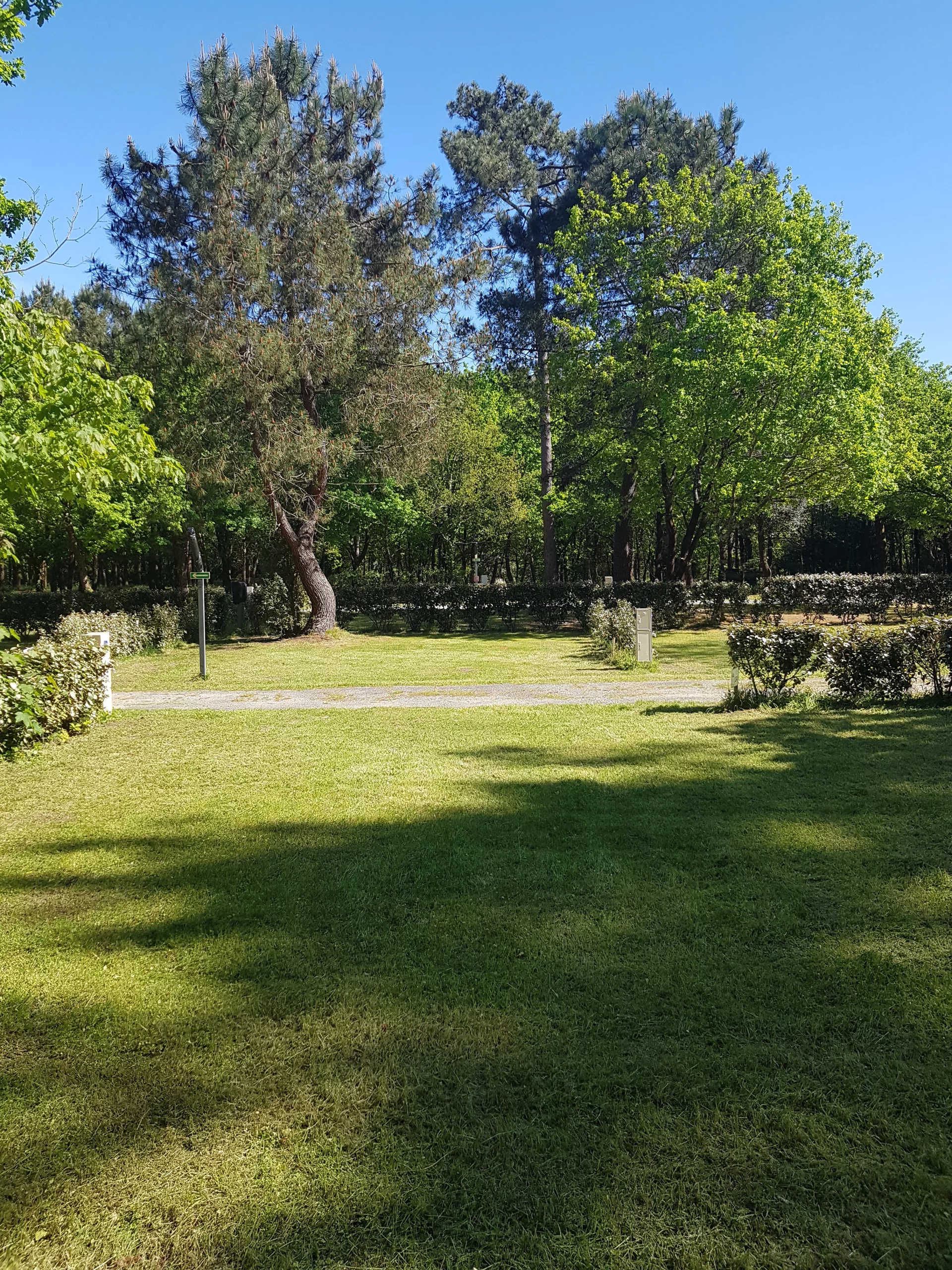 Jardin verdoyant avec arbres et pelouse ensoleillée.