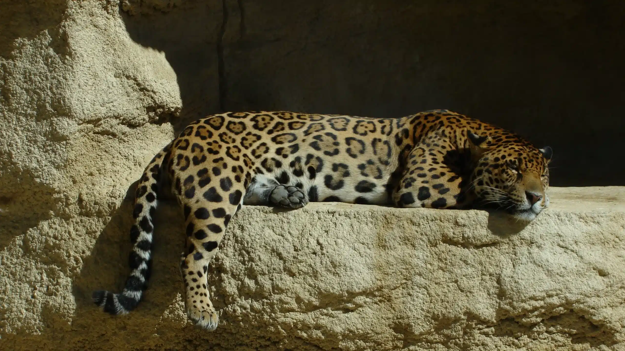 Jaguar endormi sur un rocher ensoleillé.