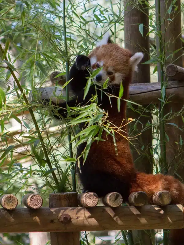 Panda roux mangeant du bambou sur plateforme en bois.