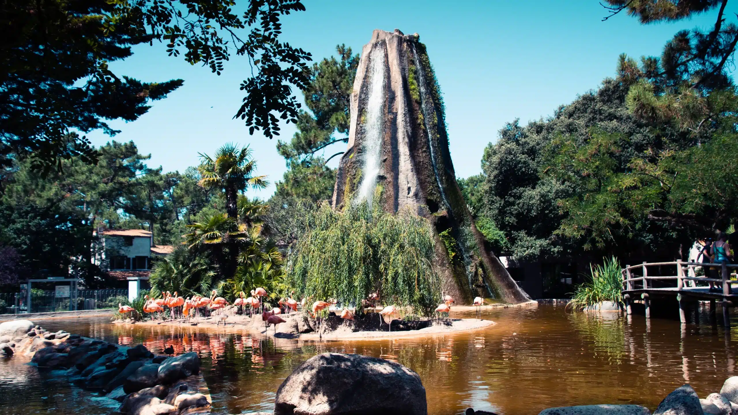 Flamingos près d'une cascade rocheuse dans un parc.