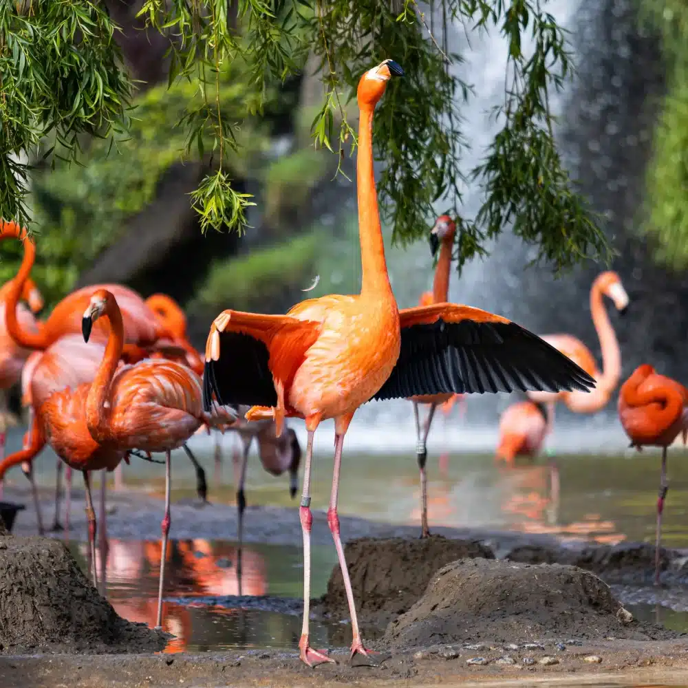 Flamants roses près d'une cascade