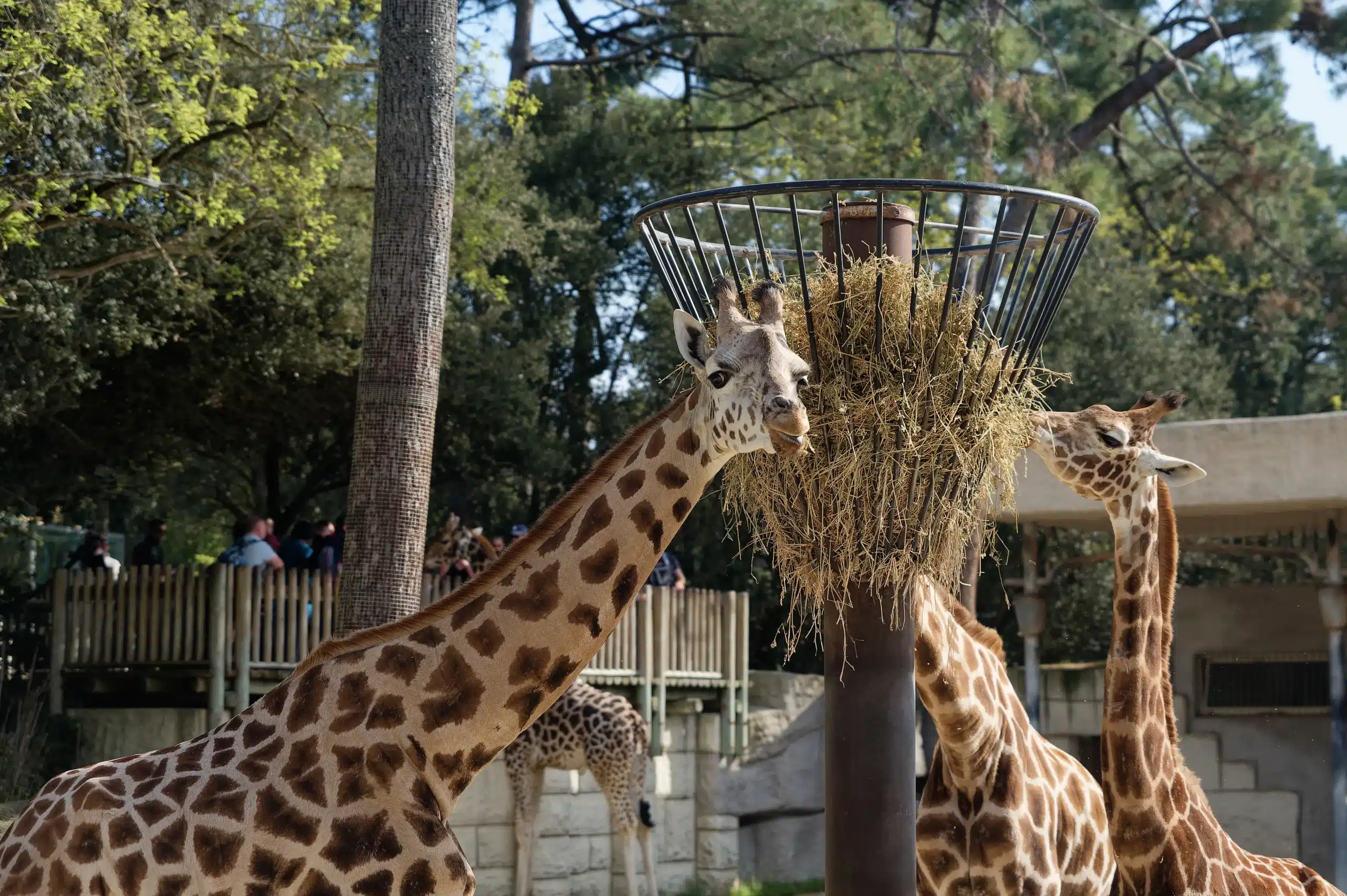 Girafes mangeant du foin dans un zoo.