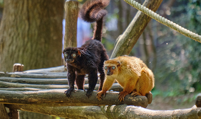 Lémuriens au Zoo de La Palmyre